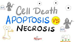 Apoptosis vs Necrosis  Cell Death  Pathology Series [upl. by Swain495]