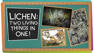 Lichen Two Living Things In One  Biology for Kids [upl. by Anikas]