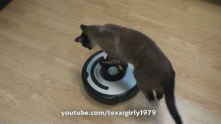 Cat shows HOW TO use iRobot Roomba Vacuum [upl. by Suirauqed]