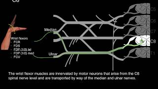 Myotomes and Peripheral nerves [upl. by Ayotnom437]