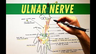 Ulnar Nerve  Anatomy Tutorial [upl. by Yrian370]