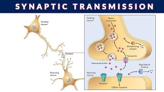 SYNAPTIC TRANSMISSIONSYNAPTIC TRANSMISSION OF NERVE IMPULSE [upl. by Skelly258]