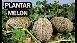 👉 Como Y Cuando Plantar Melón 🌱  Consejos Y Trucos  Cultivo En El Huerto  La Huertina De Toni [upl. by Nylegna]