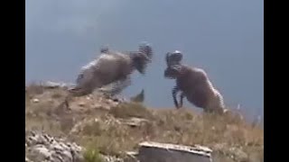 Rams Butting Heads  Glacier National Park  Bighorn Sheep [upl. by Dirgni]