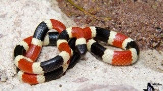 Arizona Coral Snake [upl. by Ahkeber]