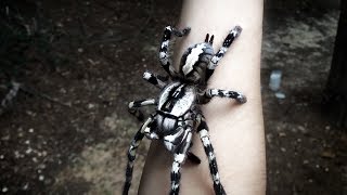 Tarantula Jumps from Arm Poecilotheria regalis [upl. by Leinnad]