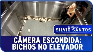 Câmera Escondida Bichos no Elevador [upl. by Constanta]