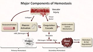 Hemostasis Lesson 1  An Introduction [upl. by Ileyan]