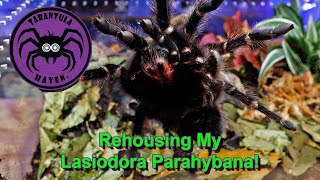 Rehousing My Lasiodora parahybana [upl. by Lenore410]