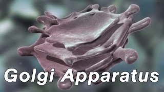 Golgi Apparatus [upl. by Nodyarg]