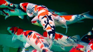 These Koi Fish Are Beautiful FIRST KOI FARM VISIT IN 2020 [upl. by Hirza]