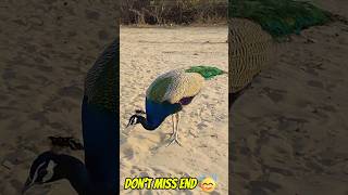 PEACOCK Full HD 4K shorts peacock [upl. by Sparks]