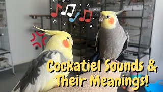 Cockatiel Sounds and Their Meanings  TheParrotTeacher [upl. by Ical560]