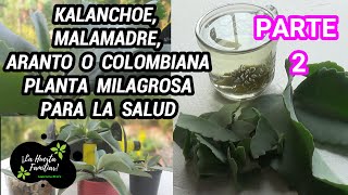 Kalanchoe malamadre  múltiples beneficios para nuestra salud [upl. by Atinrahc]