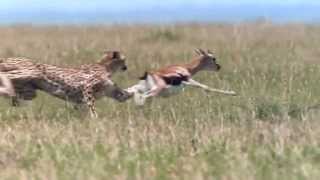 NEW A Cheetah Kill Antelope in Africa [upl. by Ciprian482]