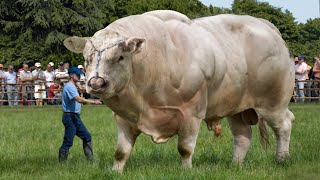 10 BIGGEST Bulls In The World [upl. by Corvese]