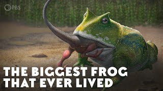 The Biggest Frog that Ever Lived [upl. by Eidissac]