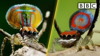 Peacock spiders dance for your life  BBC [upl. by Nesbitt]