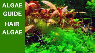 Hair Algae in Aquarium THE ALGAE GUIDE EPISODE 6 [upl. by Nauh640]