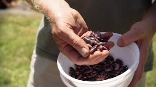 How To Plant Beans [upl. by Sidran802]