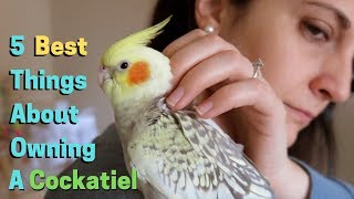 5 Best Things About Owning A Cockatiel [upl. by Eytteb517]