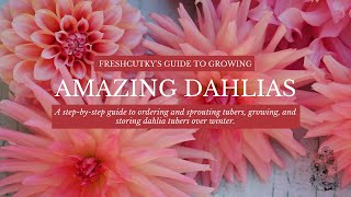 DAHLIAS HOW TO GROW DAHLIAS  Tips for Beautiful Summer Flowers Planting Dahlia Tubers Bulbs [upl. by Herbst166]