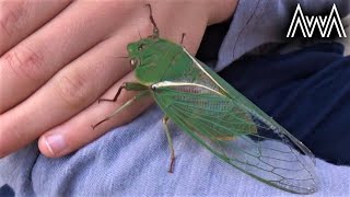 AwA Green Grocer Cicada Cyclochila australasiae [upl. by Margarette]