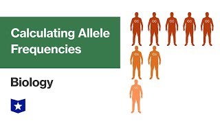 Calculating Allele Frequencies  Biology [upl. by Canty]