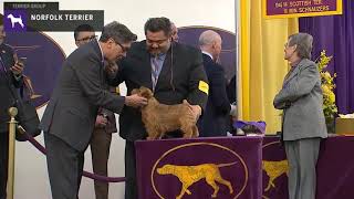 Norfolk Terriers  Breed Judging 2020 [upl. by Hsekar]