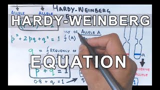 HardyWeinberg Equation  Detailed [upl. by Oneil]