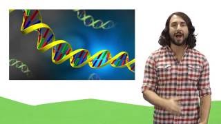 Nucleic Acids DNA and RNA [upl. by Llednol]