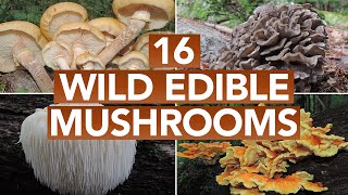 16 Wild Edible Mushrooms You Can Forage This Autumn [upl. by Ikir]