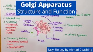 Golgi Apparatus Structure and Function  Easy Biology Lesson in English [upl. by Carlstrom]