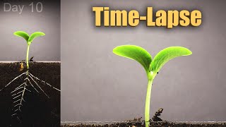 Pumpkin Growing from Seed to Flowers 🎃 120 days Time Lapse [upl. by Tremain]