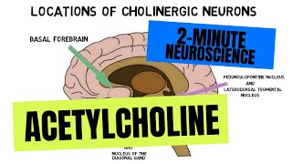 2Minute Neuroscience Acetylcholine [upl. by Dietrich]