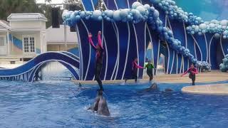 New SeaWorld Orlando Dolphin Show Touch the Sky 4K [upl. by Blynn]