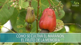 Como se cultiva el Marañon el fruto de la memoria  TvAgro por Juan Gonzalo Angel Restrepo [upl. by Thurman406]