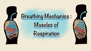 Muscles of Respiration  Breathing Mechanics  Respiratory Physiology [upl. by Auhsuoj]