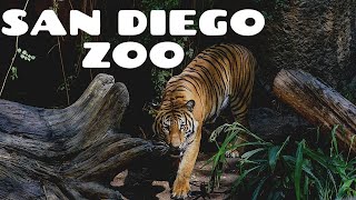 San Diego Zoo  Walking Tour 4K [upl. by Naes]