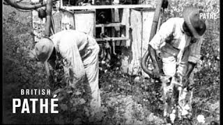 The Cotton Pickers Lament 1930 [upl. by Malha]