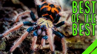 Top 10 New World Tarantulas  MUST HAVE Species [upl. by Enitnatsnoc]