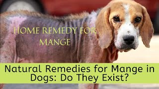 Home remedy for mange  Natural Remedies for Mange in Dogs Do They Exist [upl. by Thetos727]