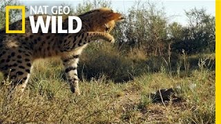 Serval vs Snake  South Africa [upl. by Adnyl670]