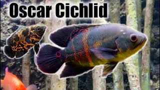 Oscar Cichlid  Care Guide amp Species Profile [upl. by Sallad947]