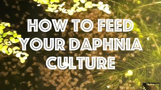 How To Feed Your Daphnia Culture [upl. by Airbma]