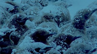 Penguins Huddle To Keep Their Eggs Warm  Natural World Penguins Of The Antarctic  BBC Earth [upl. by Patrich]