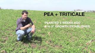 PEA TRITICALE FORAGE SEED [upl. by Llorrac]