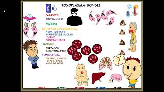 Toxoplasmosis toxoplasma gondii [upl. by Eittam927]