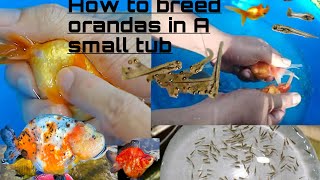 How to breed goldfishoranda goldfish in easiest way step by step [upl. by Anitniuq]