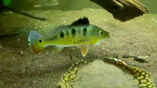 Cichla nigromaculata [upl. by Nawat]